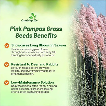 Outsidepride Pink Pampas Grass Seeds – 2,000 Pcs. Perennial, Drought-Tolerant Ornamental Grass for Large Garden Borders, Privacy Landscaping, Xeriscaping, and Low-Maintenance Outdoor Spaces