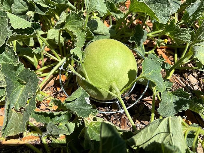 Park Seed Galvanized Steel Melon Cradle for Growing Your Own Fruits and Vegetables (5 Pack)