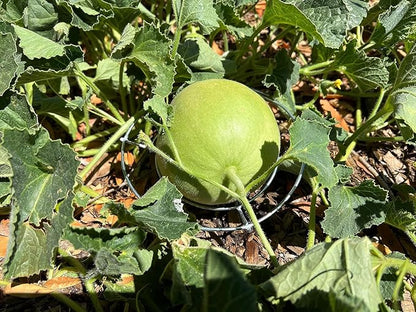 Park Seed Galvanized Steel Melon Cradle for Growing Your Own Fruits and Vegetables (5 Pack)