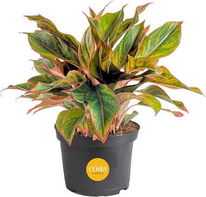 Costa Farms Chinese Evergreen Live Plant, Aglaonema, Easy Care Low Light Houseplant in Nursery Pot, Potted in Potting Soil Mix, Housewarming, Unique Home or Room Decor, 1-2 Feet Tall