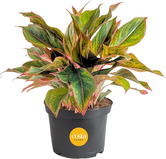 Costa Farms Chinese Evergreen Live Plant, Aglaonema, Easy Care Low Light Houseplant in Nursery Pot, Potted in Potting Soil Mix, Housewarming, Unique Home or Room Decor, 1-2 Feet Tall