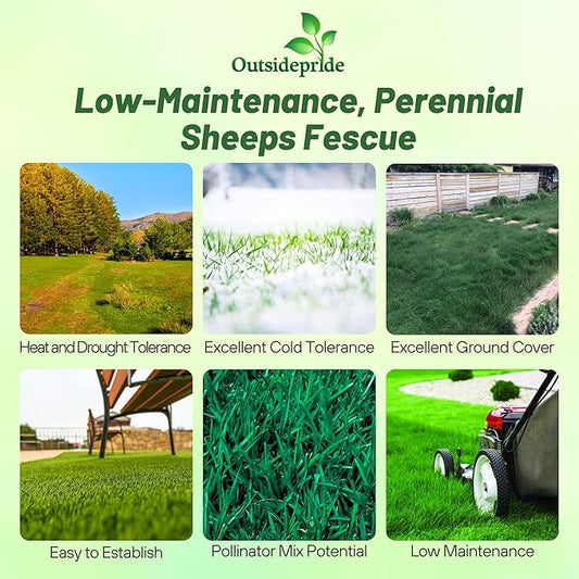 Outsidepride Sheeps Fine Fescue Grass Seed - 25 Lbs. Perennial Heat & Drought Tolerant Dense Green, Traffic-Resistant Turf for Shaded Environments w/OptiGrowth Coating for Seed Enhancement