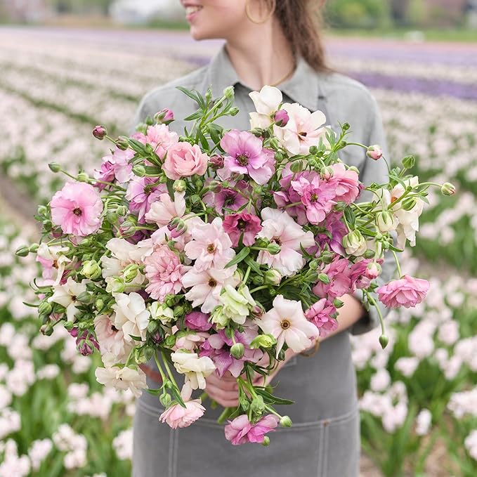 Eden Brothers Butterfly Ranunculus Bulbs - Pink Pastel Mix