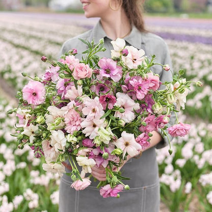 Eden Brothers Butterfly Ranunculus Bulbs - Pink Pastel Mix