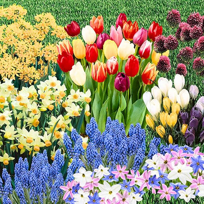 50 Mix Flowers Bulbs for Fall Planting, Perennial Flower Bulbs, Early Spring Flower to Plant Outside, 50 Days of Blooms, Colorful Blooms Groundcover Bulbs, Top Size, 5 Random Varieties