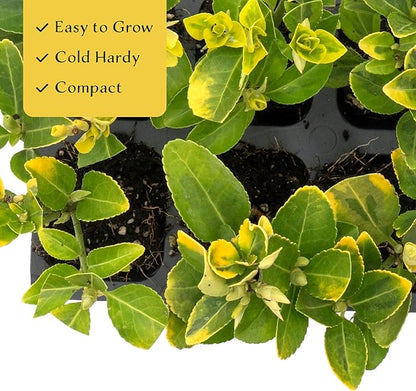 6 Golden Euonymus Shrubs | Live Plants in 2.5-inch Nursery Cubes | Japonica ‘Aureo-Marginatus’ Variety | Easy-Care Evergreen | Variegated Yellow-Green Foliage | Hedges & Shrubs for Home & Garden