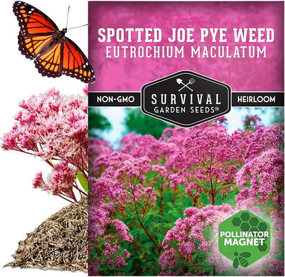 Survival Garden Seeds - Spotted Joe Pye Weed Seeds for Planting | Eutrochium maculatum | Butterfly Magnet | Perennial North American Native Wildflower - 1 Pack