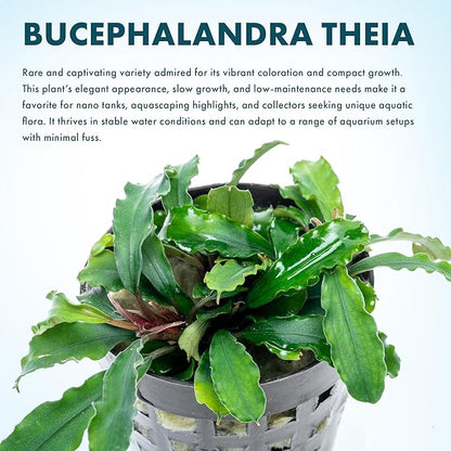 SubstrateSource Live Plants - Bucephalandra Theia - Low Light, Green, Red, Purple Accent for Foreground to Midground Freshwater Aquarium Aquascaping - Pot