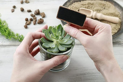 Shop Succulents Pastel Succulent Plant Pack Collection - Live Mini Succulent Plants, Low Maintenance, Bright & Serene Colors & Textures - Wedding and Party Favors, Gift & Garden, Pack of 6