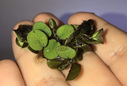 50 Water Spangles (Salvinia Minima) Live Floating Plants for Aquarium or Pond by TMDFishKeeping