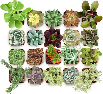 Shop Succulents Collectors Succulent Plant Pack Collection - Live Mini Succulent Plants, Low Maintenance, Colors & Textures - Wedding and Party Favors, Gift & Garden, Pack of 100