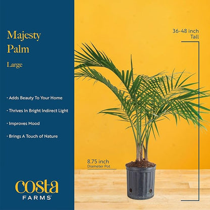 Costa Farms Majesty Palm Live Plant in Plastic Pot, Large Indoor Houseplant, Perfect for Home, Room, or Office Decor, Great House Warming or Birthday Gift, 3-4 Feet Tall