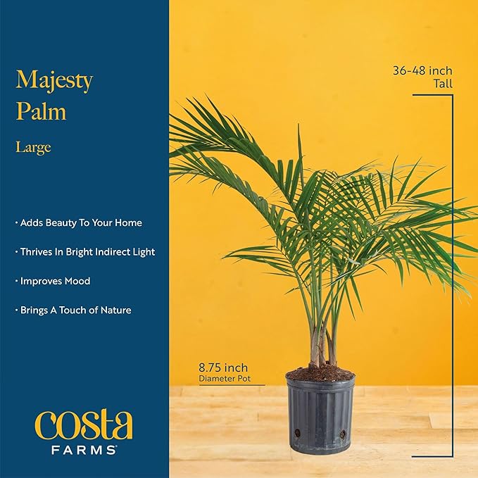 Costa Farms Majesty Palm Live Plant, Indoor and Outdoor Live Palm Tree, Potted in Premium Decor Planter, Tropical Patio, Balcony, Home Decor, Perfect House Plant Gift for Housewarming, 3-4 Feet Tall
