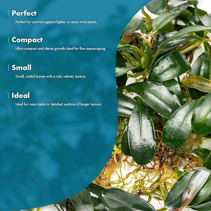 SubstrateSource Bucephalandra Brownie Phoenix Live Aquarium Plant - Natural Freshwater Fish Tank Decorations, Aquatic Decor (Plant (10-15 Leaves))