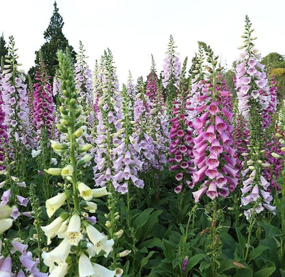 Clovers Garden Foxglove (Digitalis purpurea) Camelot Mix Plants – Two (2) Live Plants – Non-GMO - Not Seeds - Each 4" to 8" Tall – in 4" Inch Pots – Tall Flowering Spikes, Hummingbird Favorite