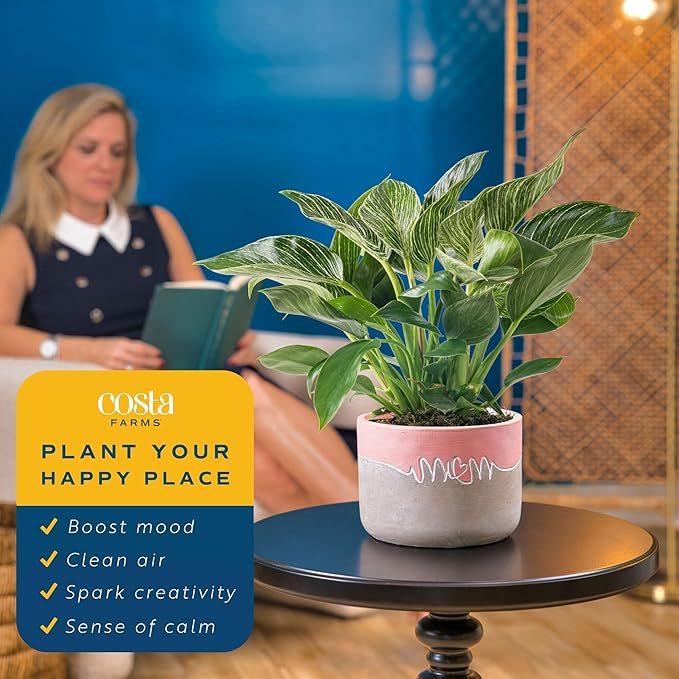 Costa Farms Philodendron Birkin Live Plant in Decorative Pot, Air Purifying Indoor Houseplant, Perfect for Home, Room, or Office Decor, Great House Warming or Birthday Gift, 12-18 Inches Tall