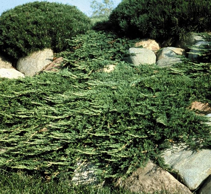 Prince of Wales Juniper - 50 Live Plants - Drought Tolerant Cold Hardy Evergreen Ground Cover