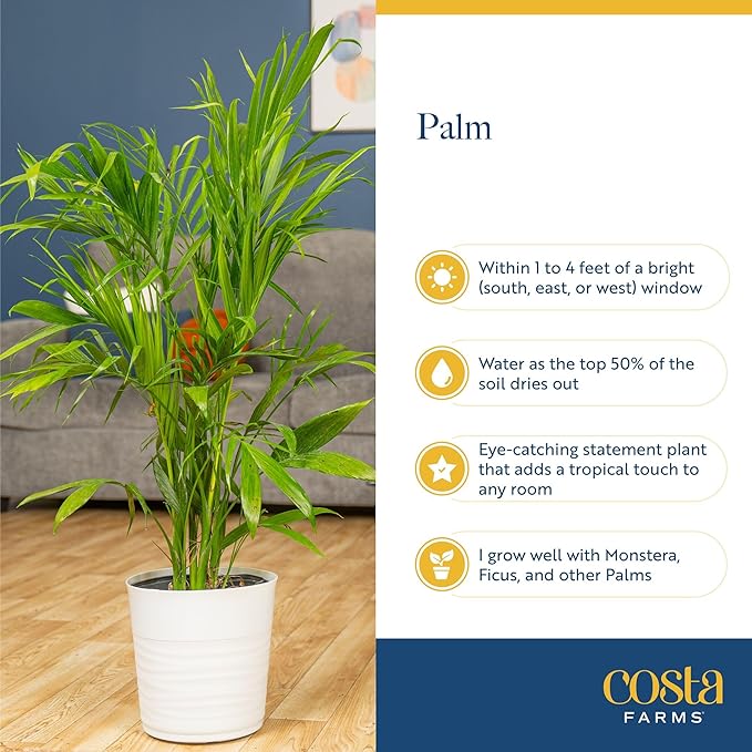 Costa Farms Majesty Palm Live Plant, Spring Decor, Giftable Plant Item, Indoor and Outdoor Live Palm Tree, Potted in Natural Pot, Tropical Patio, 3-4 Feet Tall