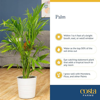 Costa Farms Majesty Palm Live Plant, Spring Decor, Giftable Plant Item, Indoor and Outdoor Live Palm Tree, Potted in Natural Pot, Tropical Patio, 3-4 Feet Tall