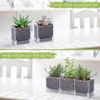D'vine Dev 4 Inch Herb Planter Pot, Plastic Planter with Drainage Holes and Saucer, Modern Decorative Gardening Pot for Indoor Plants, Flowers, Herbs, Succulents, Clear, Set of 3, 76-Y-D-3