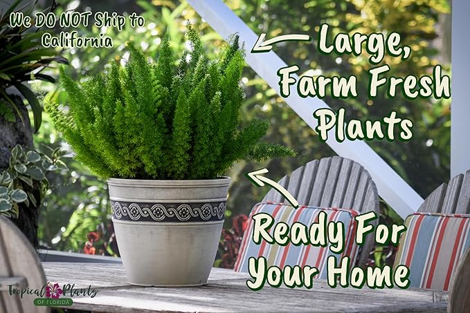 Foxtail Fern Plant - Live Asparagus Fern - 3 Gallon Pot - Overall Height 20" to 24" - Tropical Plants of Florida (Plant Only)
