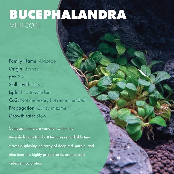 SubstrateSource Bucephalandra Mini Coin Live Aquarium Plant - Natural Freshwater Fish Tank Decorations and Aquatic Decor (Plant (10-15 Leaves))