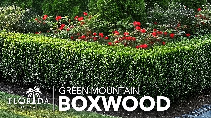 Green Mountain Boxwood | 3 Live Plants | Buxus sempervirens ‘Green Mountain’ | Evergreen Privacy Shrub | Compact Formal Garden Plants