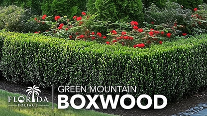 Green Mountain Boxwood | 3 Live Plants | Buxus sempervirens ‘Green Mountain’ | Evergreen Privacy Shrub | Compact Formal Garden Plants
