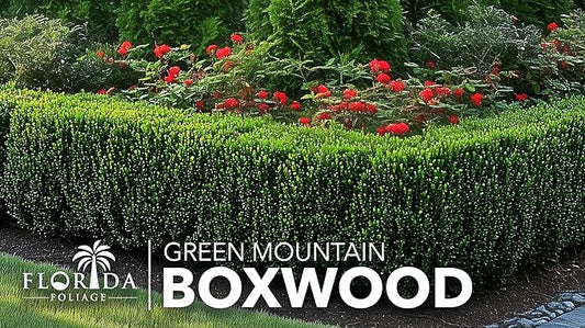 Green Mountain Boxwood | 3 Live Plants | Buxus sempervirens ‘Green Mountain’ | Evergreen Privacy Shrub | Compact Formal Garden Plants