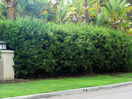 Ligustrum Waxleaf Privet - 40 Live Plants 2" Pot Size - Evergreen Privacy Hedge