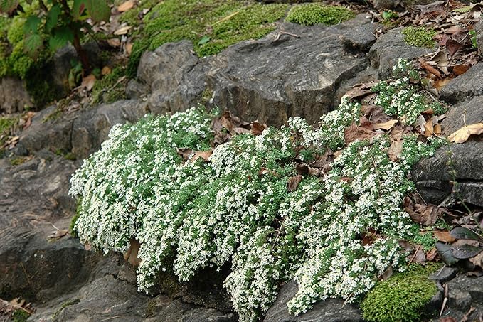 Perennial Farm Aster Ericoides ‘Snow Flurry’ (White Heath Aster) – Live Perennial in #1 Container, Low-Growing White Daisy-Like Blooms, Compact Groundcover, Great for Edging & Pollinator Gardens