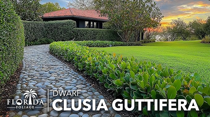 Clusia Guttifera Small Leaf | 3 Live Plants | Clusia guttifera | Privacy Hedge Plants | Evergreen Shrub for Tropical Landscaping