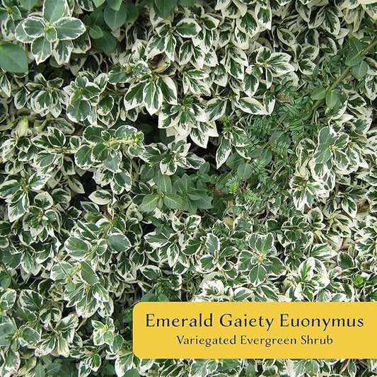 4 Emerald Gaiety Euonymus in 3.5" Nursery Cubes | Euonymus fortunei ‘Emerald Gaiety’ | Live Plants | Variegated Evergreen Shrub for Borders, Groundcover & Containers