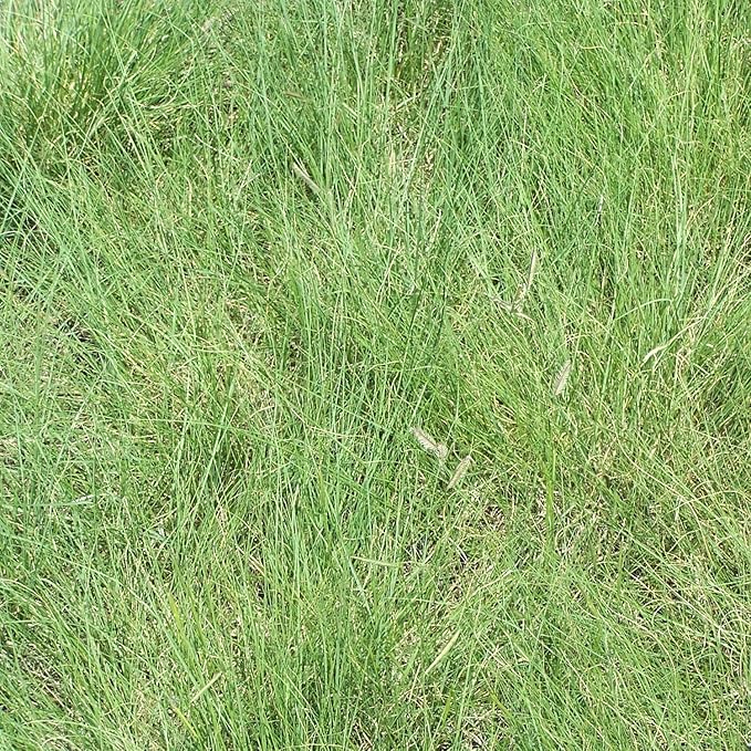 Outsidepride Blue Grama Native Grass Seed - 5 lb. Perennial, Drought Tolerant & Low Maintenance, Pasture Seeds for Planting Densely Tufted Leaves, Ideal for Hay Foraging, Grazing & Erosion Control
