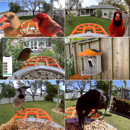 DCT Smart Bird Feeder with Camera - 1080P HD Camera Feeders for Outside, AI Bird Identify, Squirrel-Proof, Ideal Gifts for Lovers & Elderly, Wireless WiFi