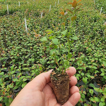 Pink Lemonade Blueberry (Chandler)