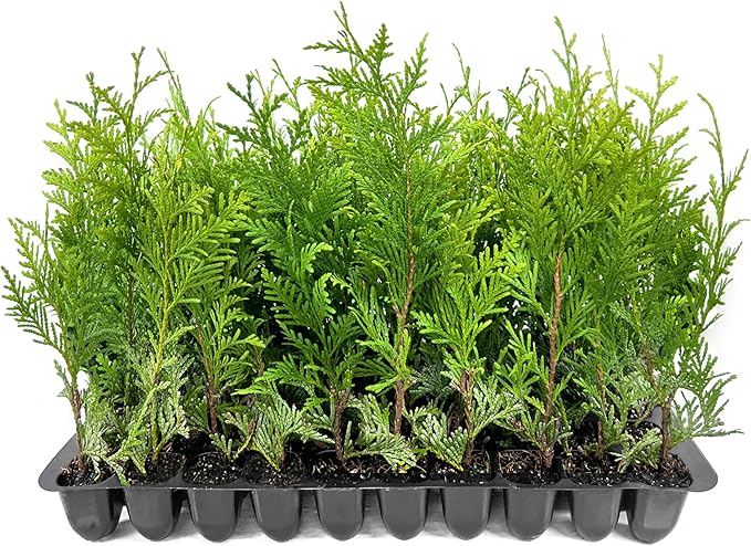 Thuja Green Giant | 20 Live Trees | Thuja standishii x plicata | Fast Growing Privacy Screen | Evergreen Landscape Plants for Borders
