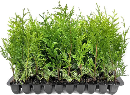 Thuja Green Giant | 3 Live Trees | Thuja standishii x plicata | Fast Growing Privacy Screen | Evergreen Landscape Plants for Borders