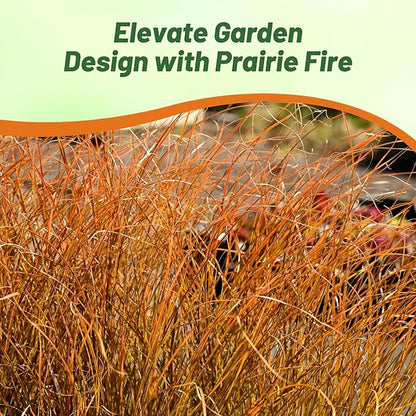 Outsidepride Carex Prairie Fire Ornamental Grass Seed – 400 Pcs. Perennial, Low-Maintenance, Drought-Tolerant Grass Seeds with Low Growing Foliage for Borders, Ground Covers, & Outdoor Living Spaces