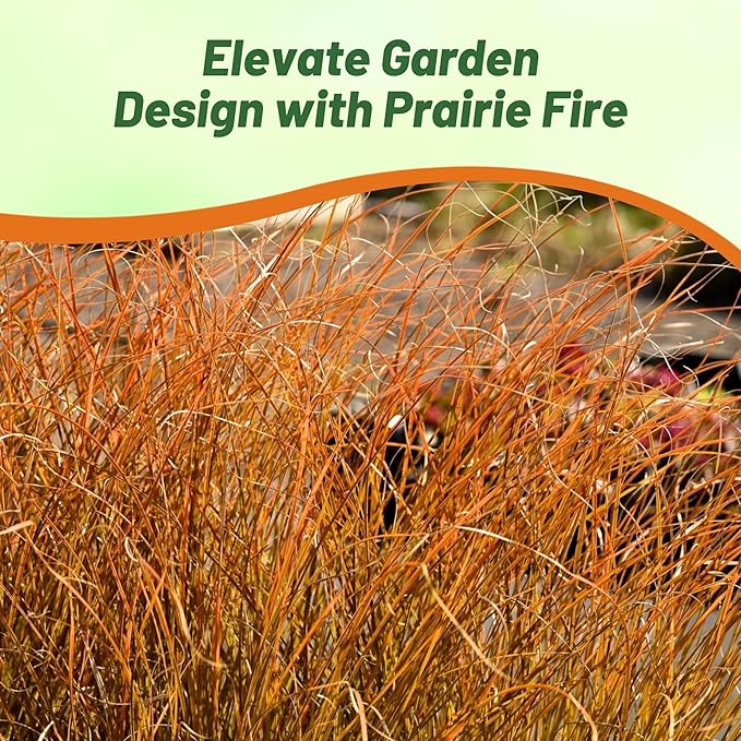 Outsidepride Carex Prairie Fire Ornamental Grass Seed – 200 Pcs. Perennial, Low-Maintenance, Drought-Tolerant Grass Seeds with Low Growing Foliage for Borders, Ground Covers, & Outdoor Living Spaces