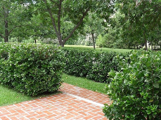 Viburnum Suspensum - 10 Live Plants - Evergreen Privacy Hedge