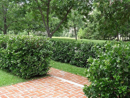 Viburnum Suspensum - 40 Live Plants - Evergreen Privacy Hedge