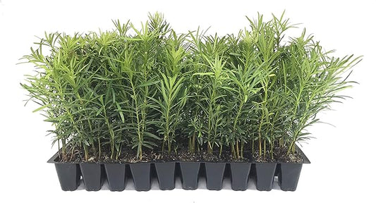Podocarpus Japanese Yew | 50 Live Plants | Podocarpus Macrophyllus | Evergreen Shrub, Low Maintenance, Drought Tolerant, Privacy Screen Landscaping, Fast Growing, Ornamental Foliage