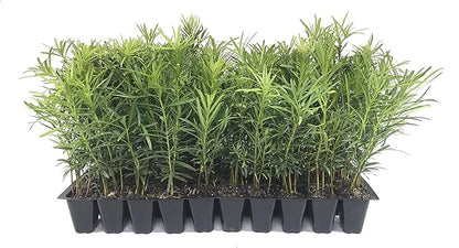 Podocarpus Japanese Yew | 3 Live Plants | Podocarpus Macrophyllus | Evergreen Shrub, Low Maintenance, Drought Tolerant, Privacy Screen Landscaping, Fast Growing, Ornamental Foliage