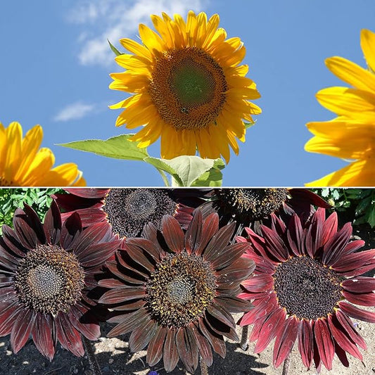 Ferry-Morse Sunsational Sunflower Bulk Flower Seeds, 1lb