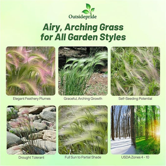 Outsidepride 1000 Seeds Perennial Hordeum Jubatum Foxtail Barley Ornamental Grass Seed for Planting