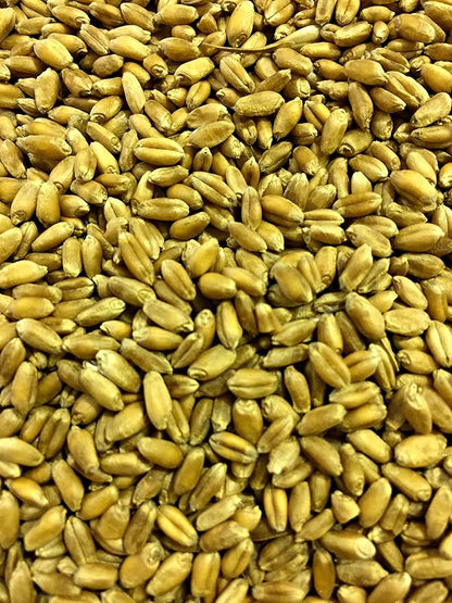 Non-GMO, Thunder Acres Premium Wheat Seed, Cat Grass Seed, Wheatgrass, Hard Red Winter Wheat (10 lbs.)