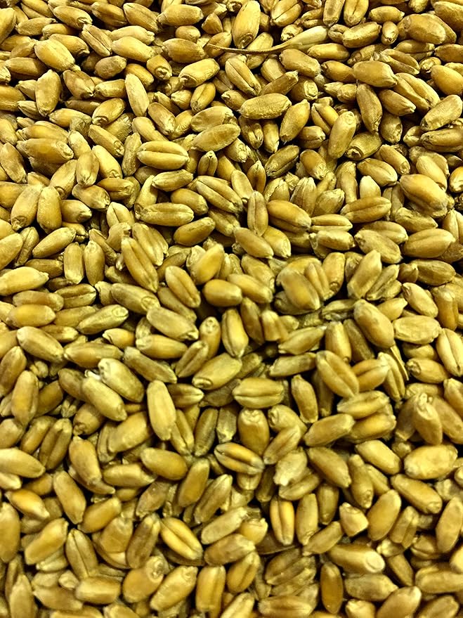 Non-GMO, Thunder Acres Premium Wheat Seed, Cat Grass Seed, Wheatgrass, Hard Red Winter Wheat (5 lbs.)