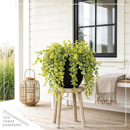 Creeping Jenny Live Plant (Lysimachia nummularia) - 2 Plants Per Pack - Healthy Trailing Perennial - Beautiful Accent Plant - 6" Tall by 4" Wide in 1 Pt Pot