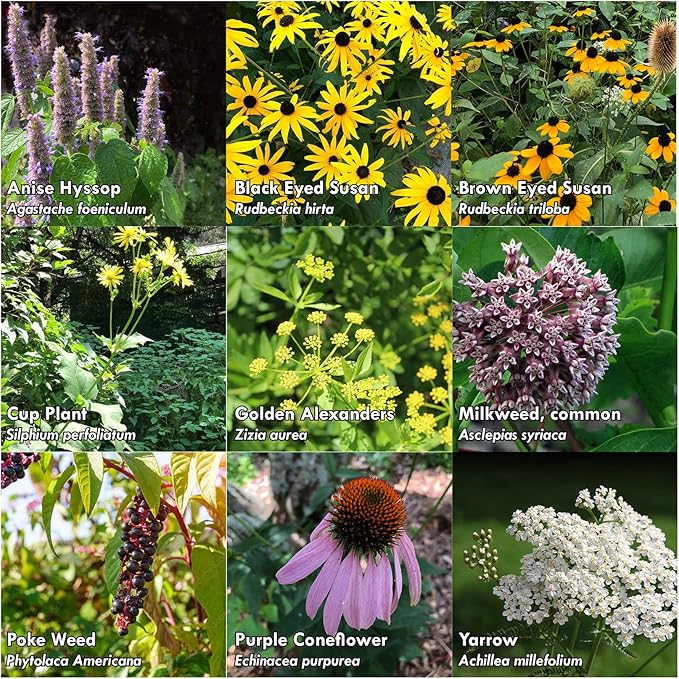 Pollinator Seed Kit, 3,000 Seeds, Perennial Wildflower Seeds, Colourful Flower Garden Seeds, 9 Seed Packets - Smoke Camp Crafts